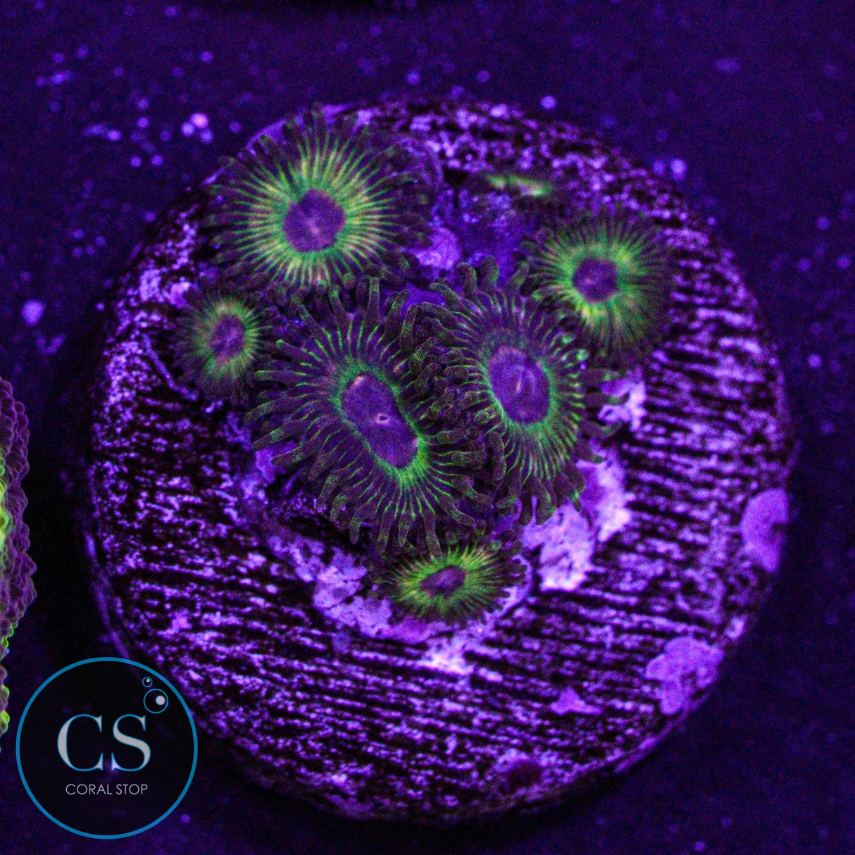 Luigis Mansion Zoa