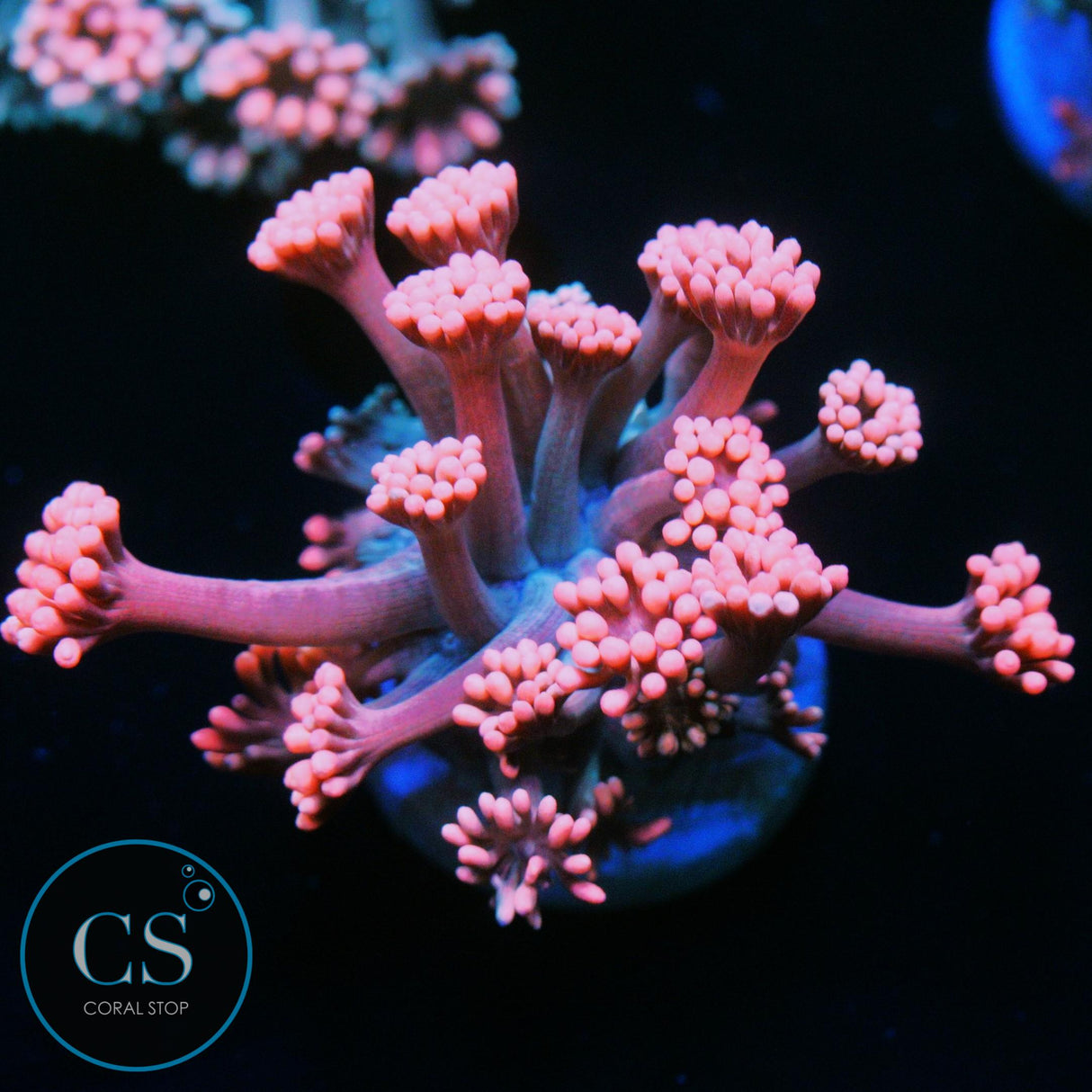 CS BUBBLISCIOUS GONI