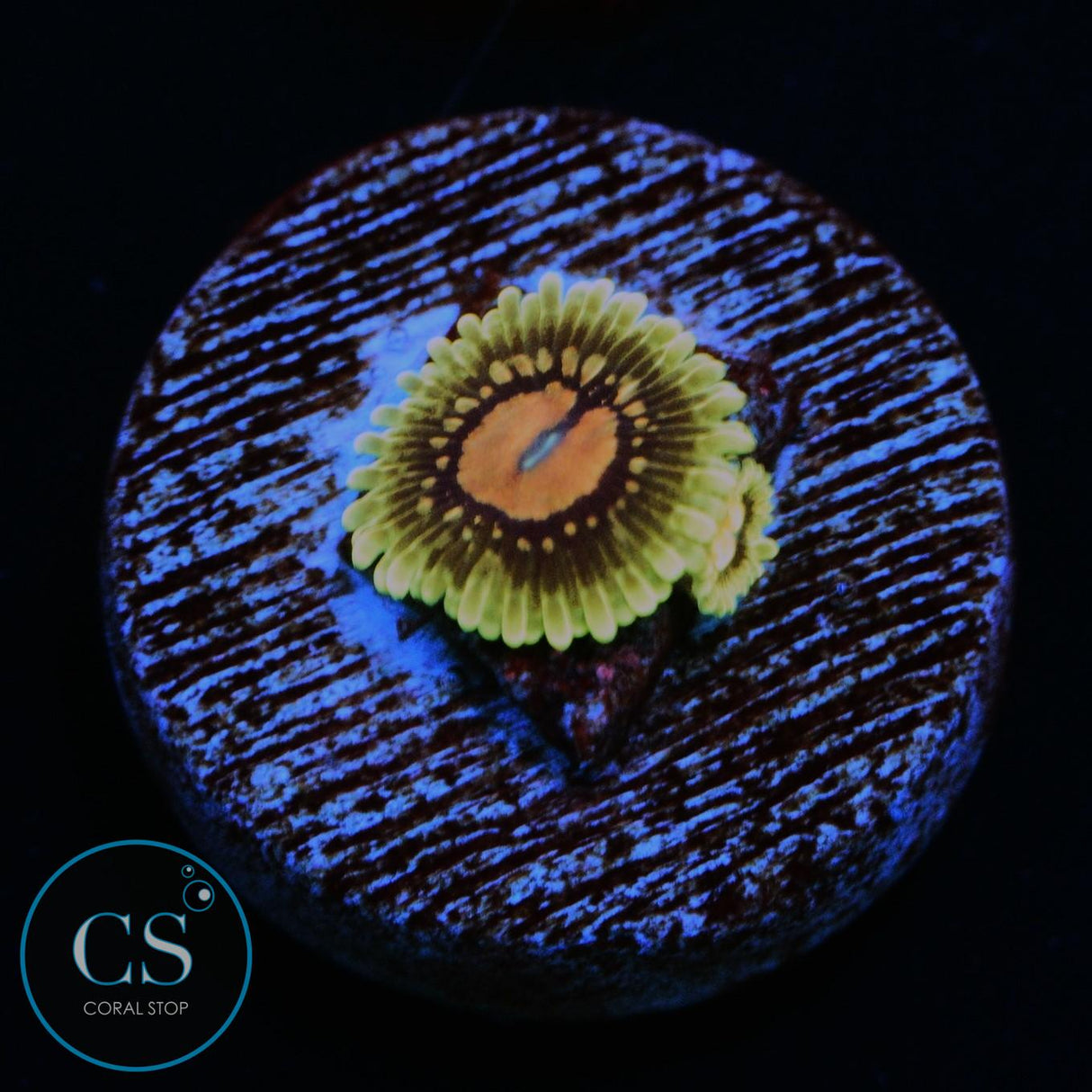 CC SCARLET FEVER ZOA