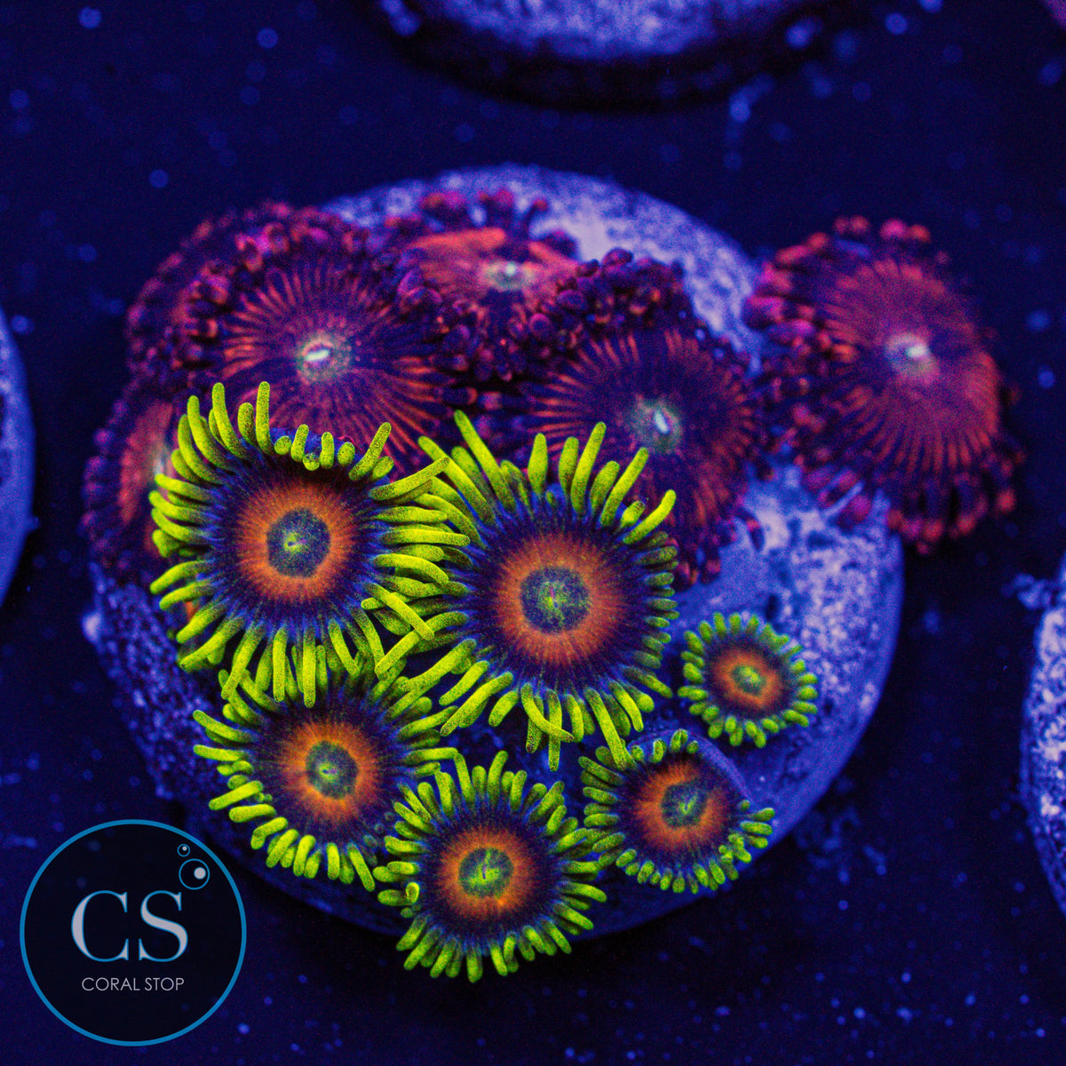 Combo Zoa
