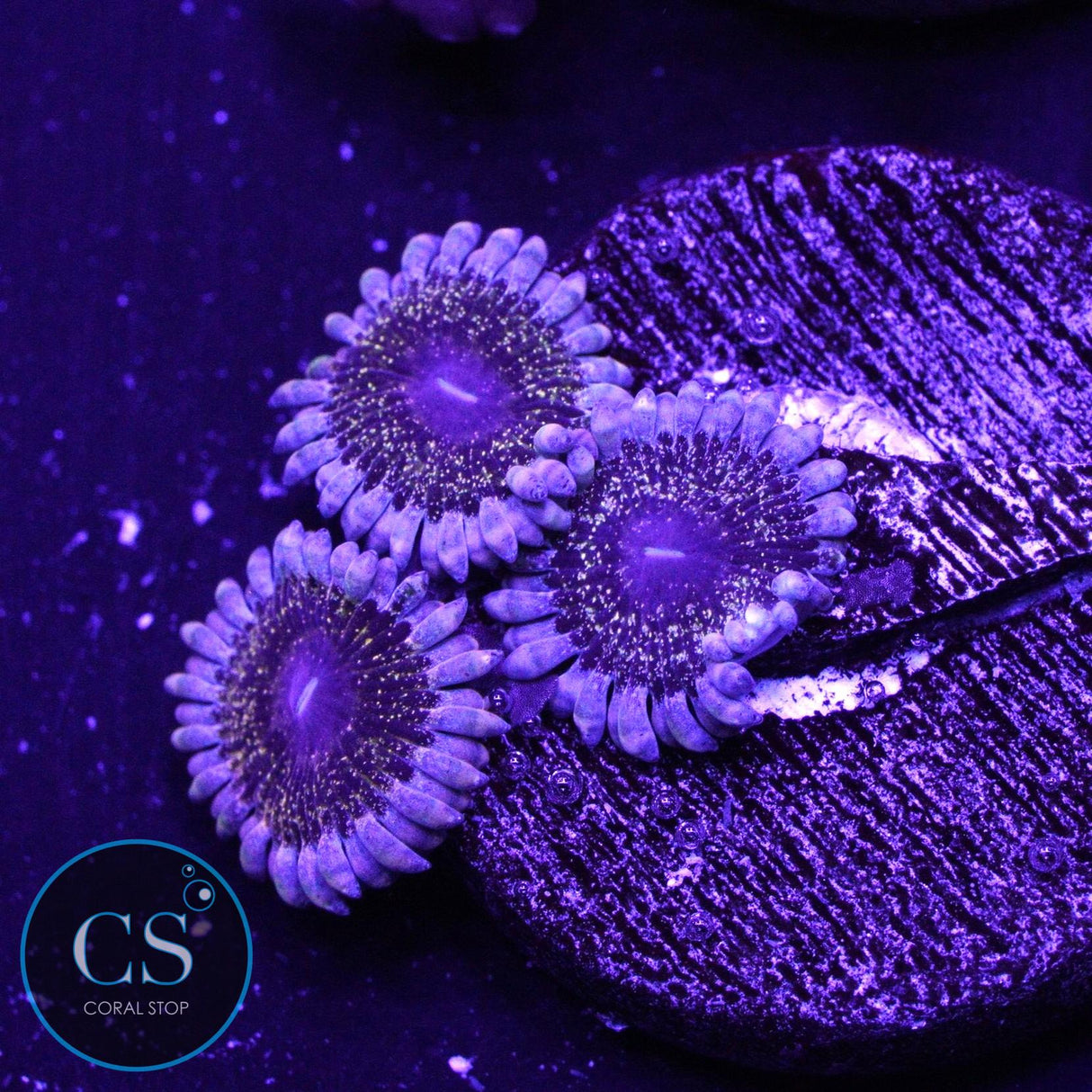 SOLAR CIRCUS ZOA