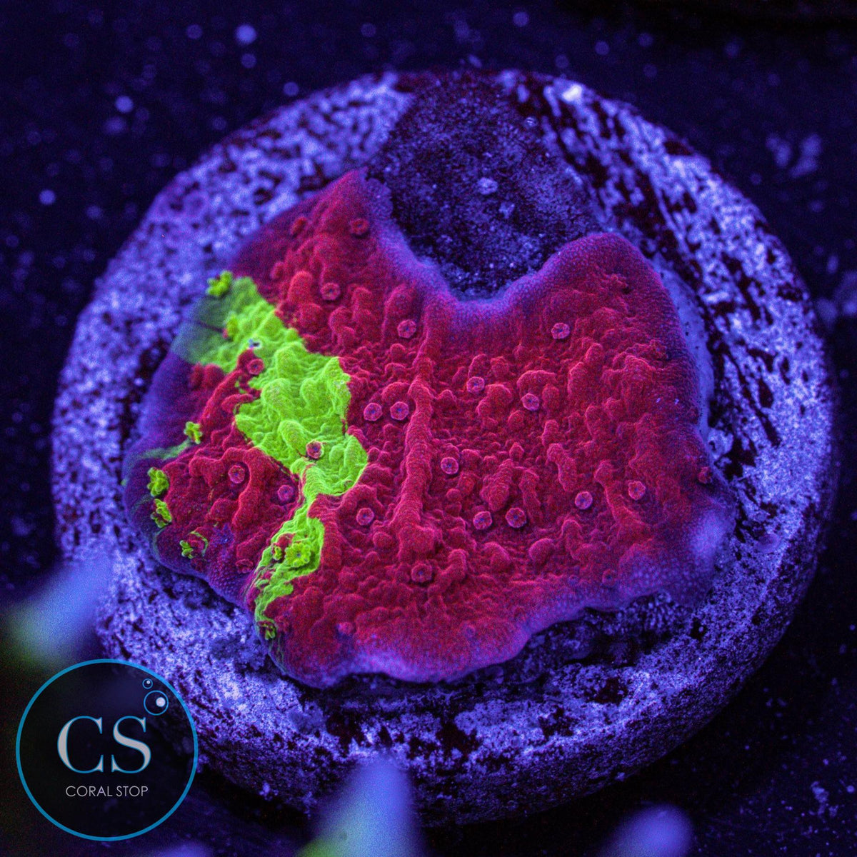WWC Grafted Montipora