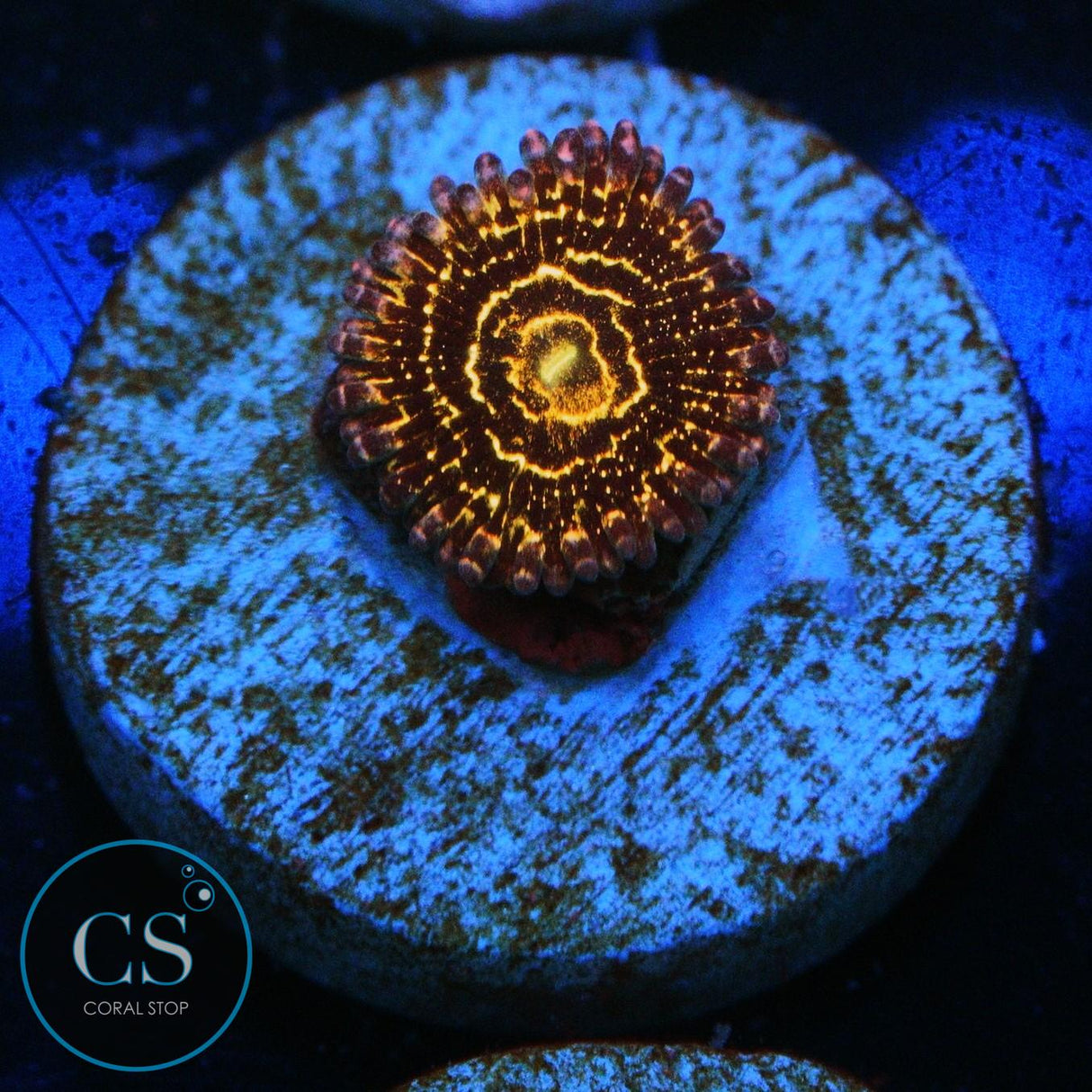 STRATOSPHERE ZOA