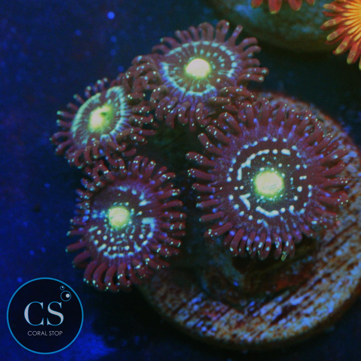 BLUE LAGOON ZOA