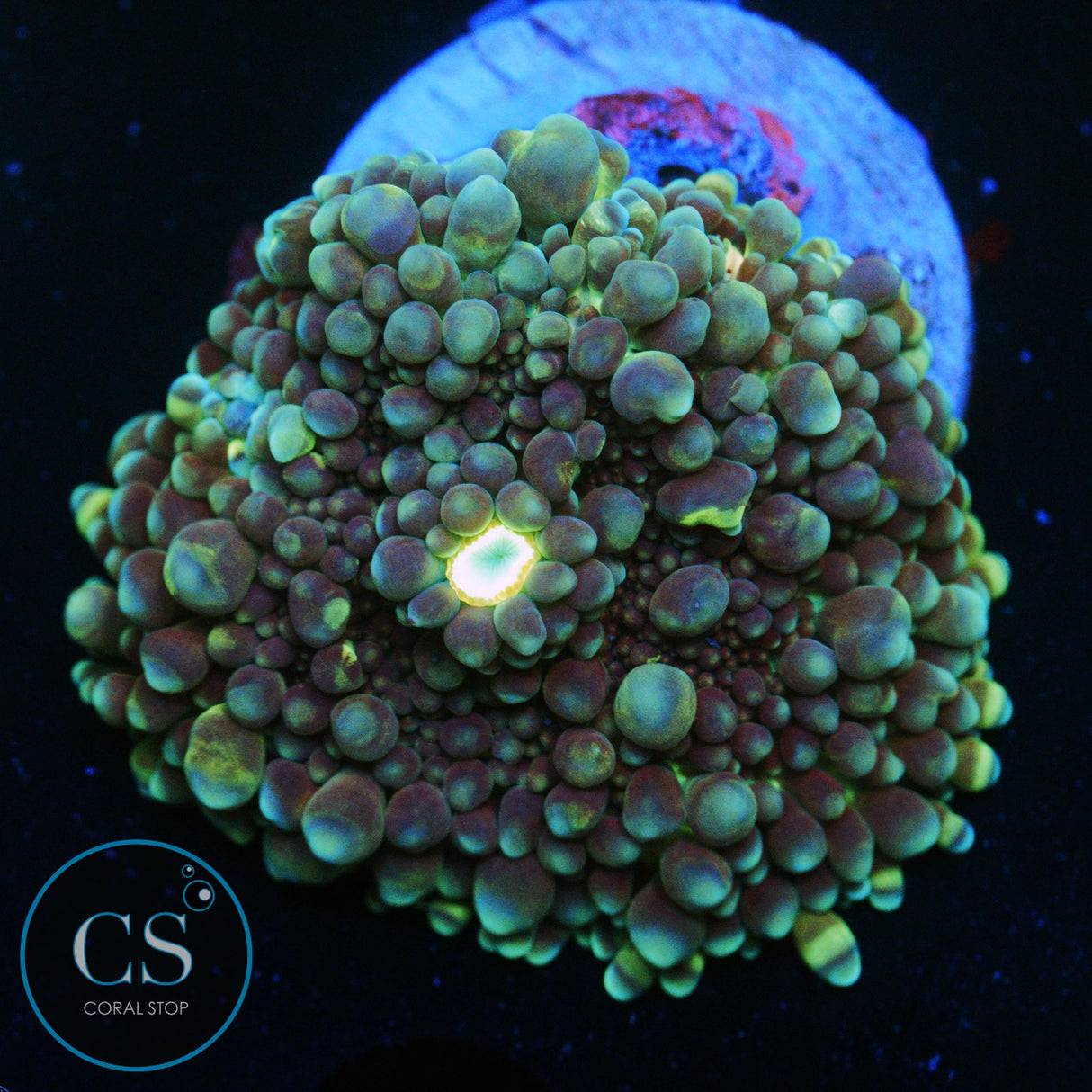 BUBBLISCIOUS VIETNAM YUMA