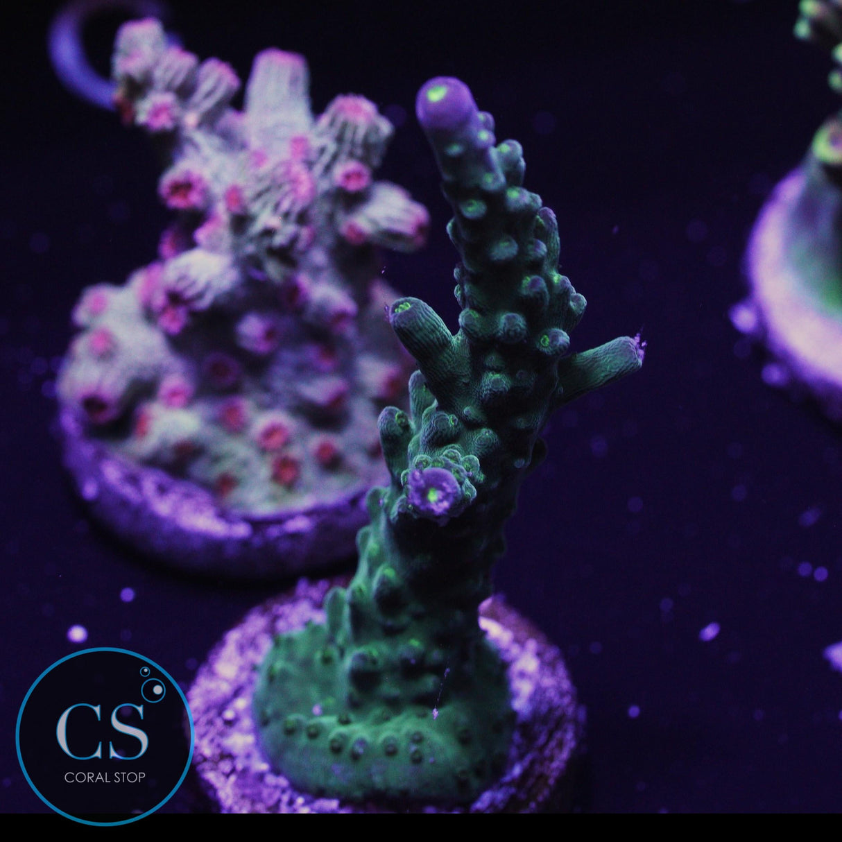 Paletta Tricolor Acro