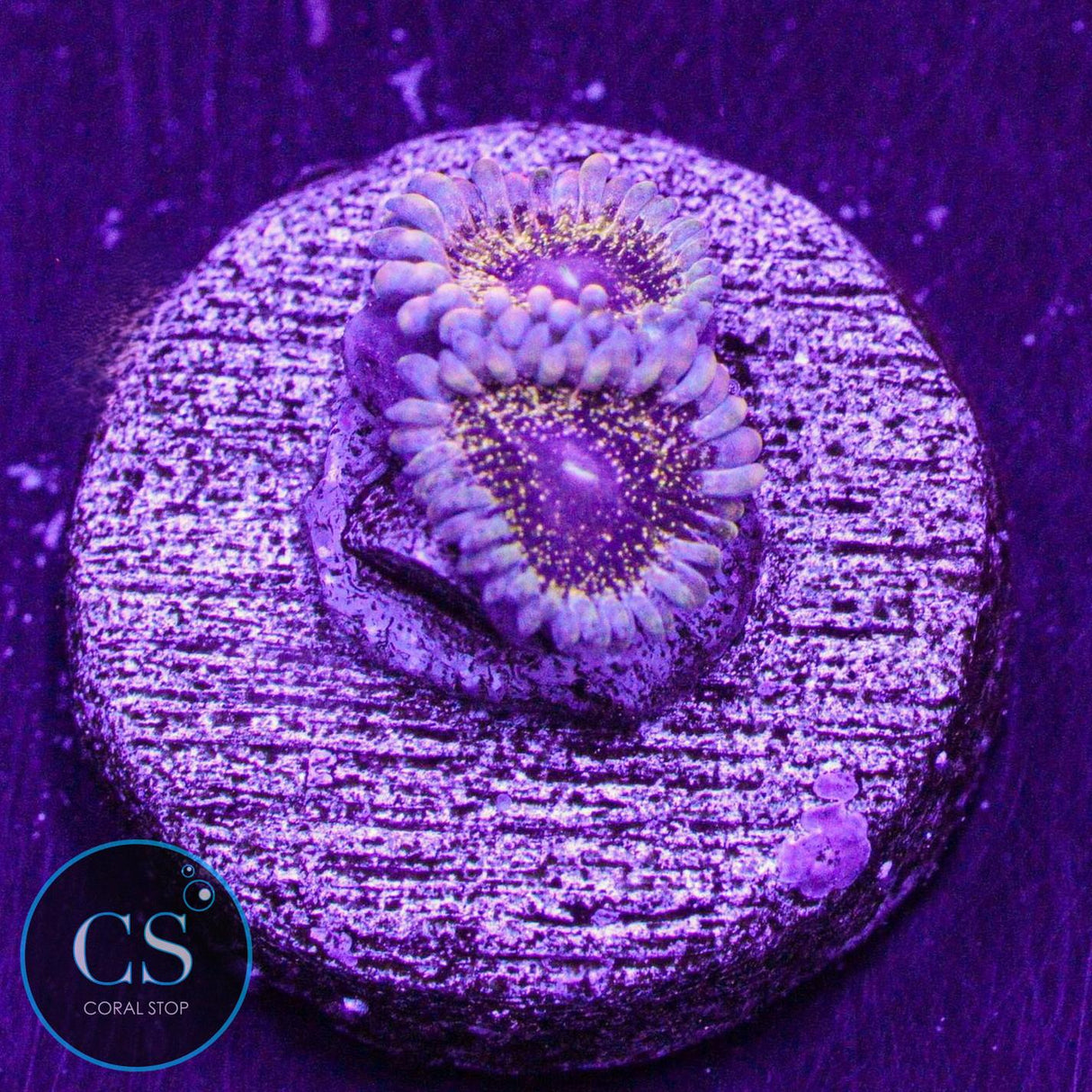 Solar Circus Zoa