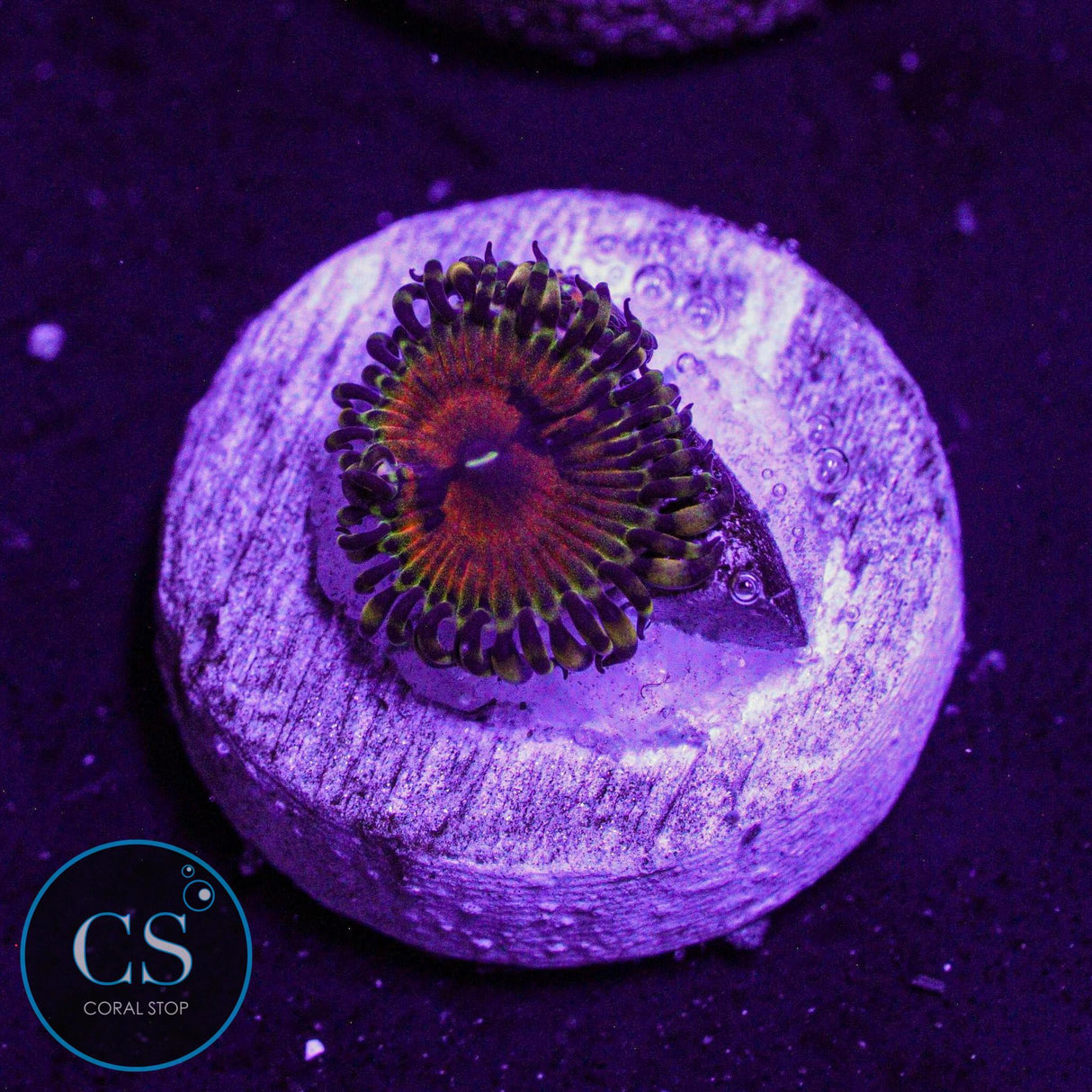 Reverse Hallucination Zoa