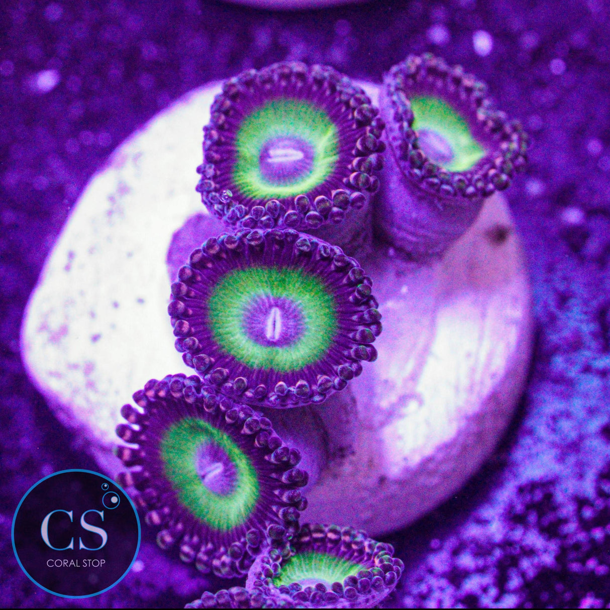 Candy Apple Purple Zoa