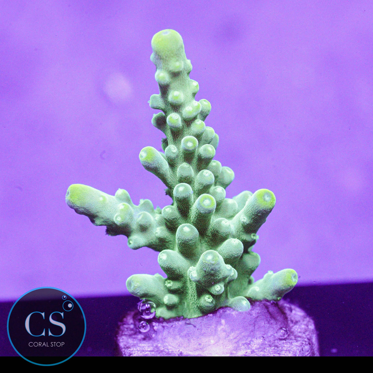 JF Eternal Flame Acro