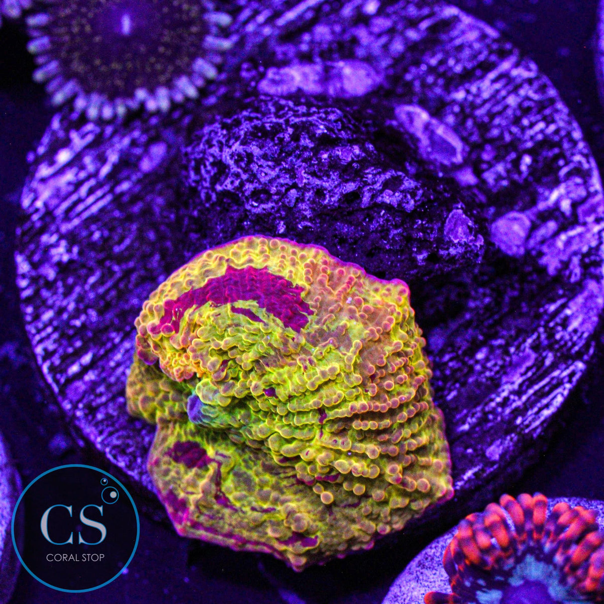 Morning Star Jawbreaker Mushroom