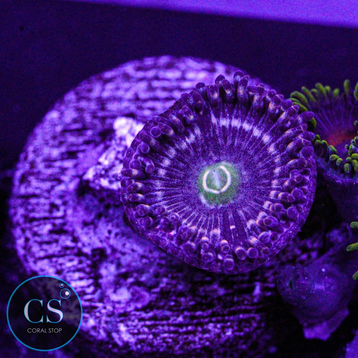 ADG Miku Freak Zoa