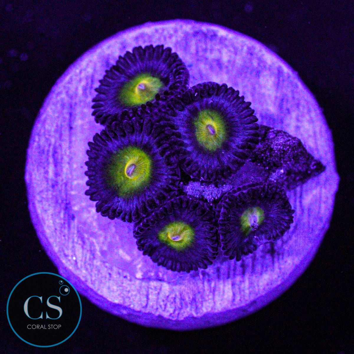 WWC AOI Zoa
