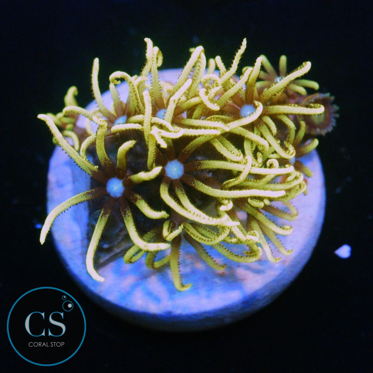 GREEN STAR POLYPS