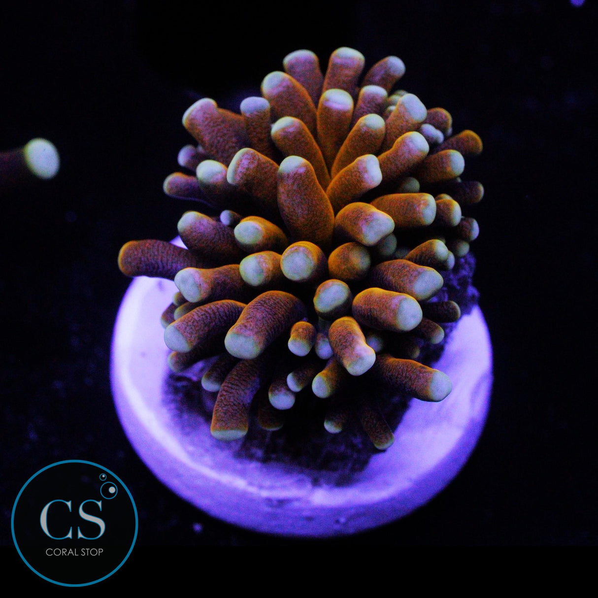 BANANA CRISTATA TORCH
