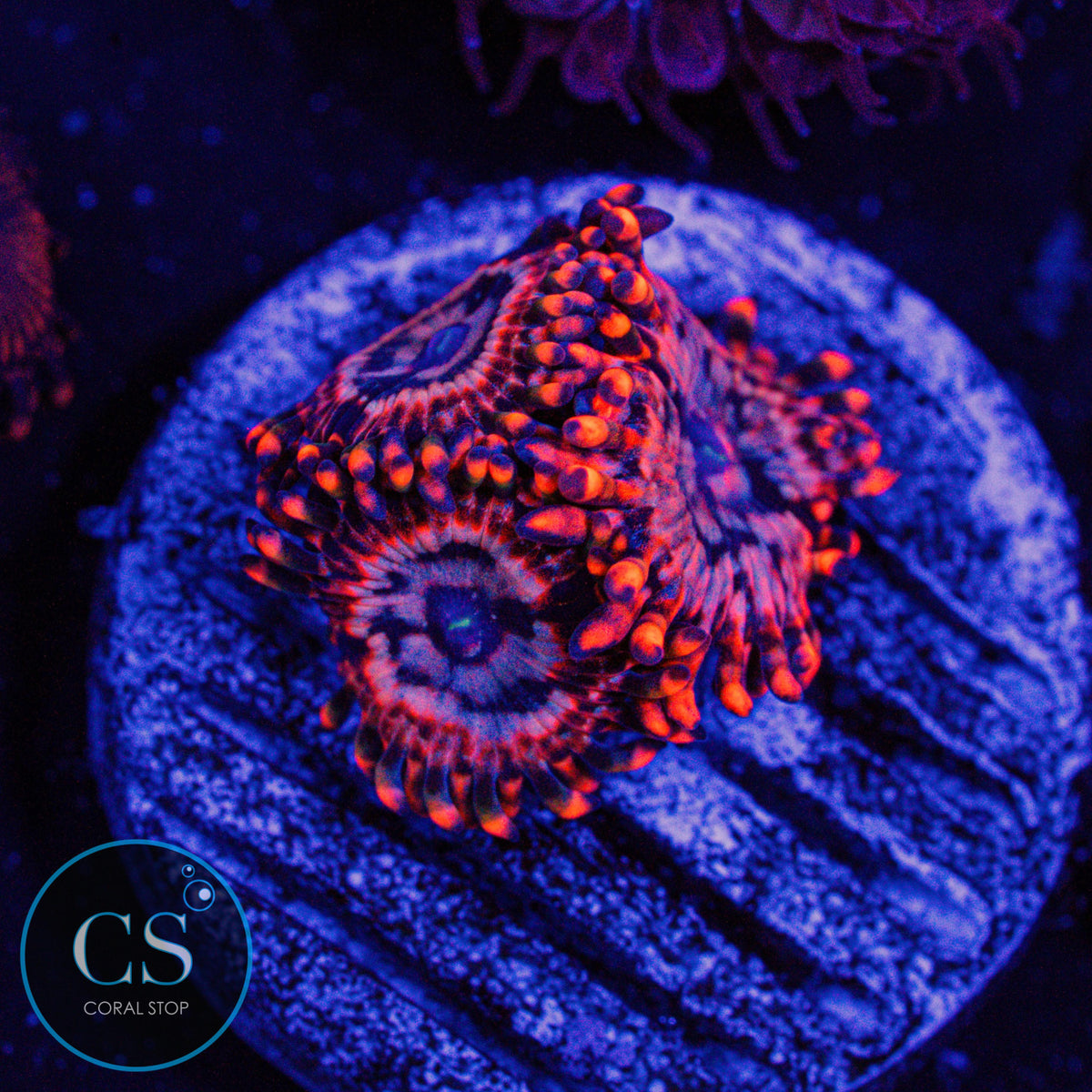 Utter Chaos Zoa