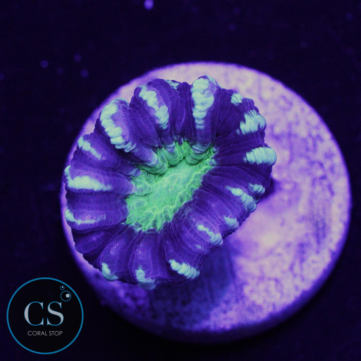 ALIEN EYE CANDY CANE