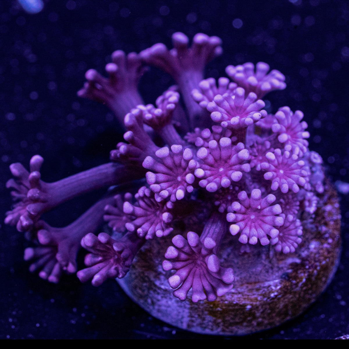Rare Red Alveopora
