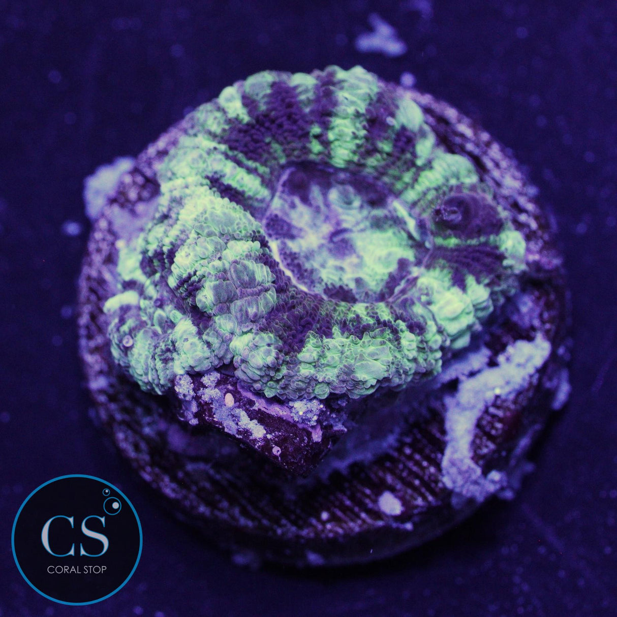 SPLATTERED MIME ASIAN ACAN