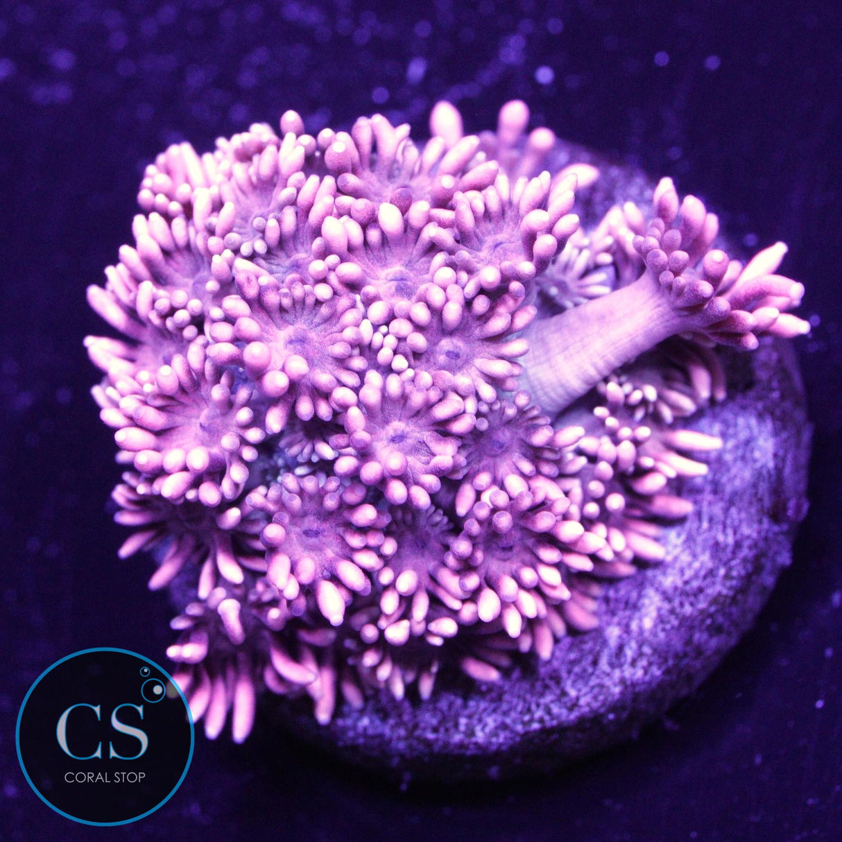 CS Bubblicious Goniopora