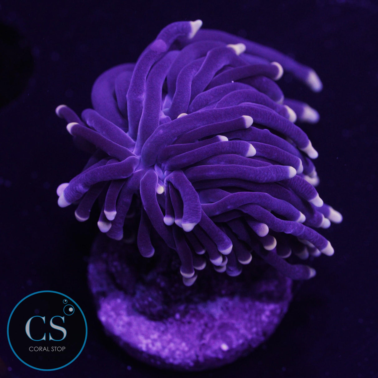 Miami Hurricane Torch