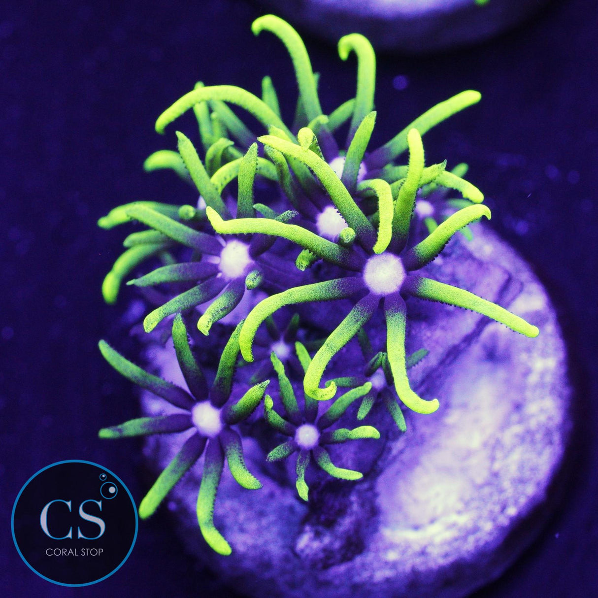 Green Star Polyps