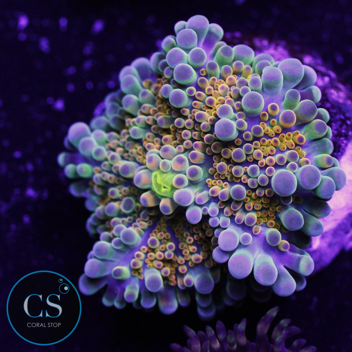 Rainbow Yuma Mushroom