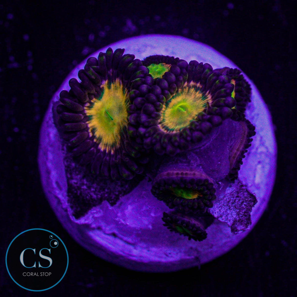 Jurassic Park Zoa