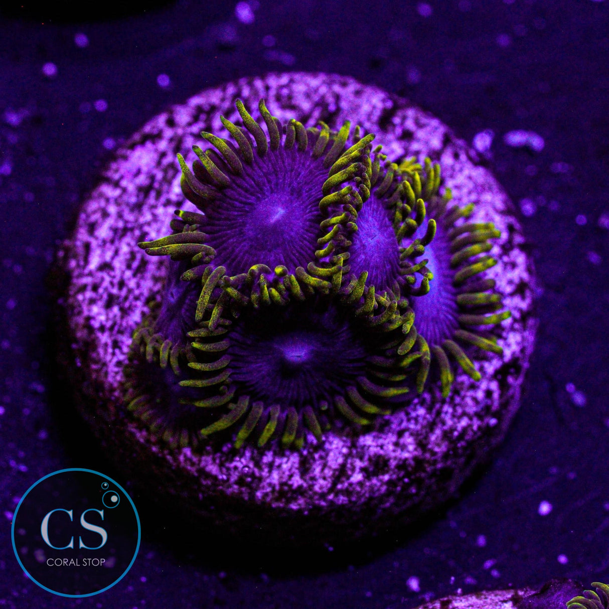 Blue Phoenix Zoa