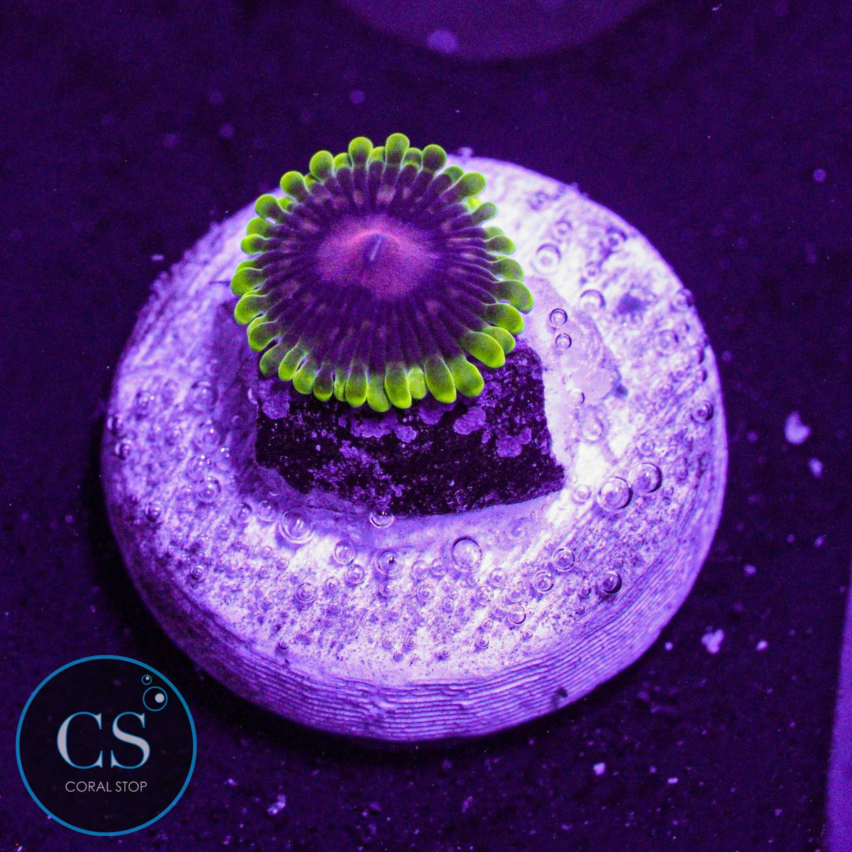 CC Scarlet Fever Zoa