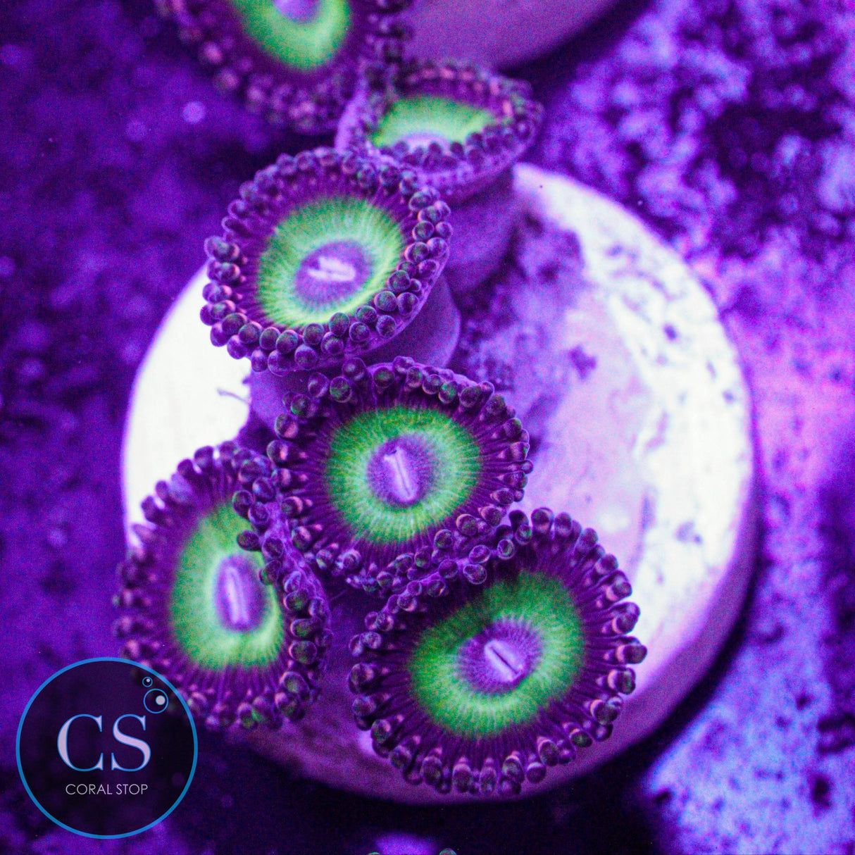 Candy Apple Purple Zoa