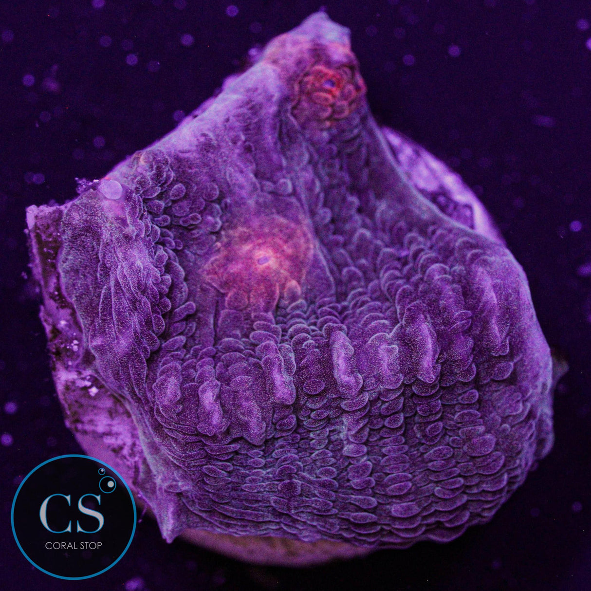 JF Hell's Eyes Chalice