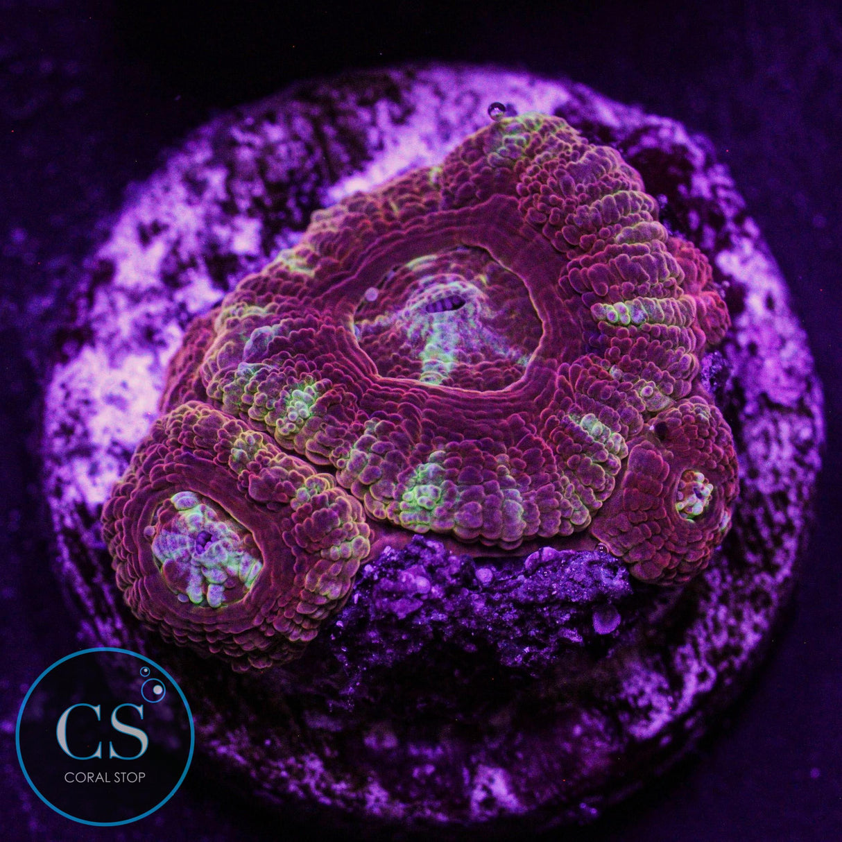 Dragon Eye Asian Acan