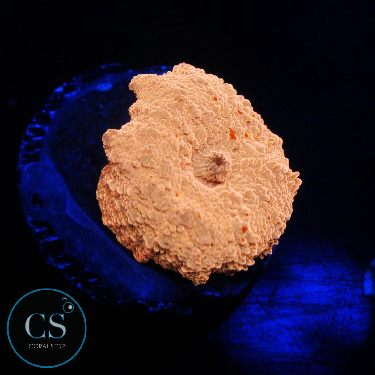 POLETTI JAWBREAKER MUSHROOM