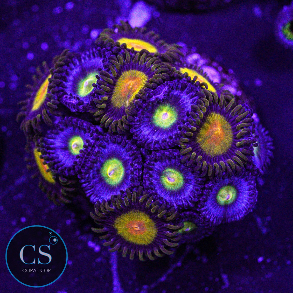 Combo Zoa