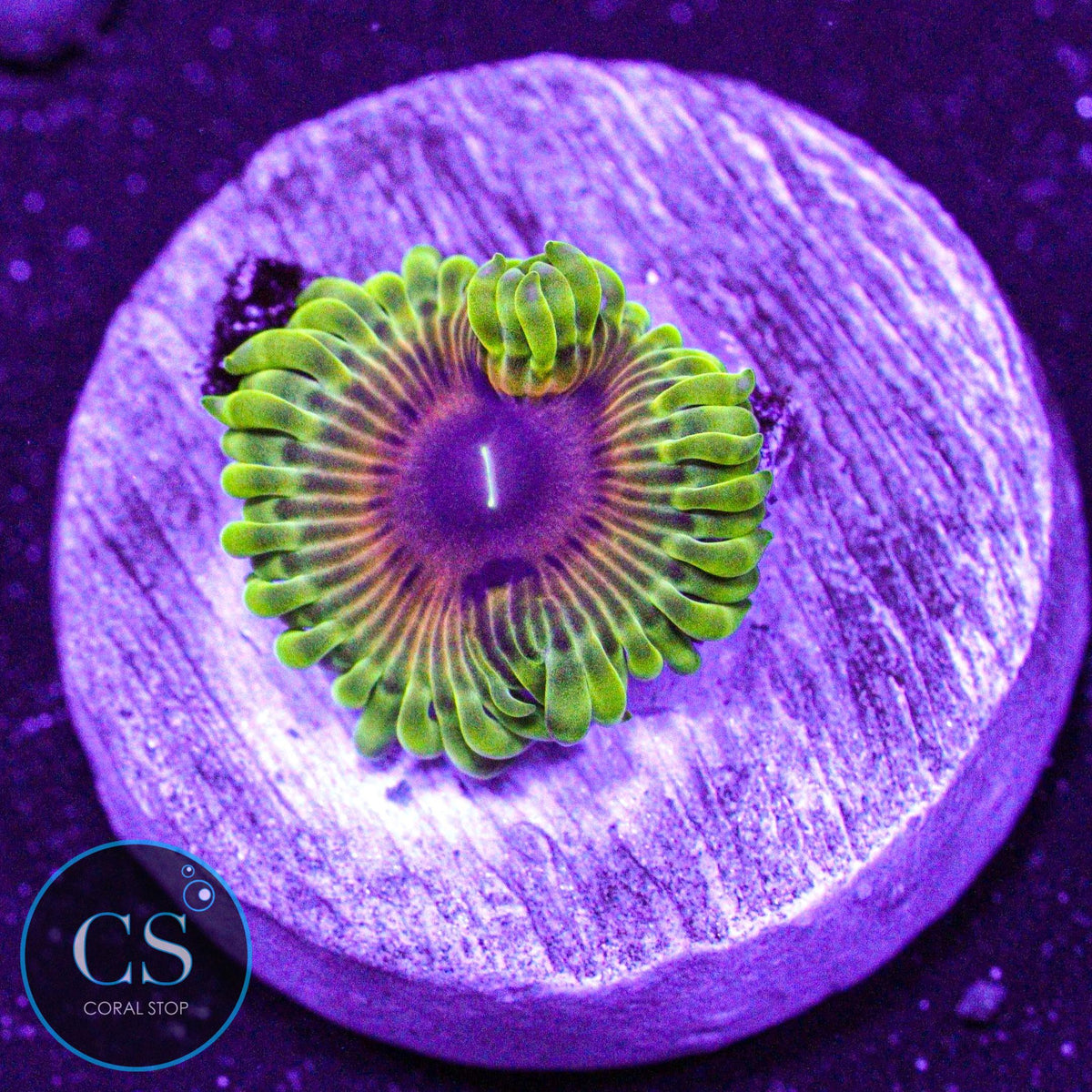 SBB Oscar The Grouch Zoa