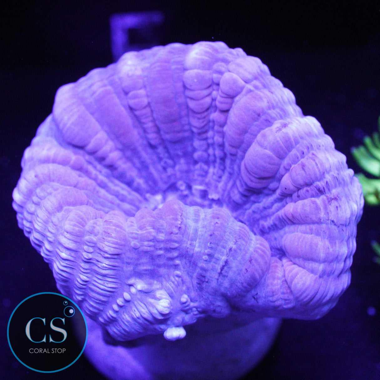 REEF BUILDERS XL PURPLE CANDY CANE