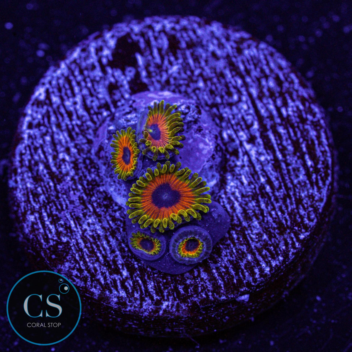 Great Owl Zoa