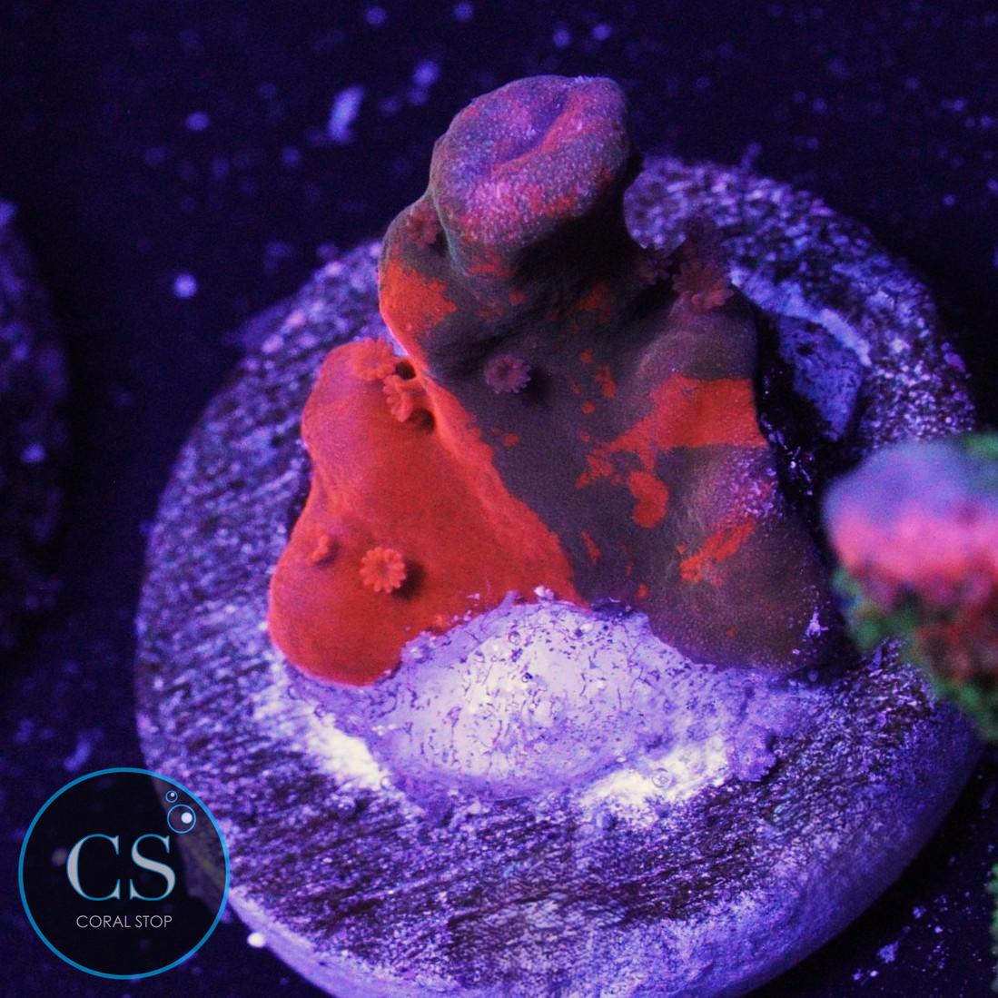 GREEN GRAFTED SETOSA