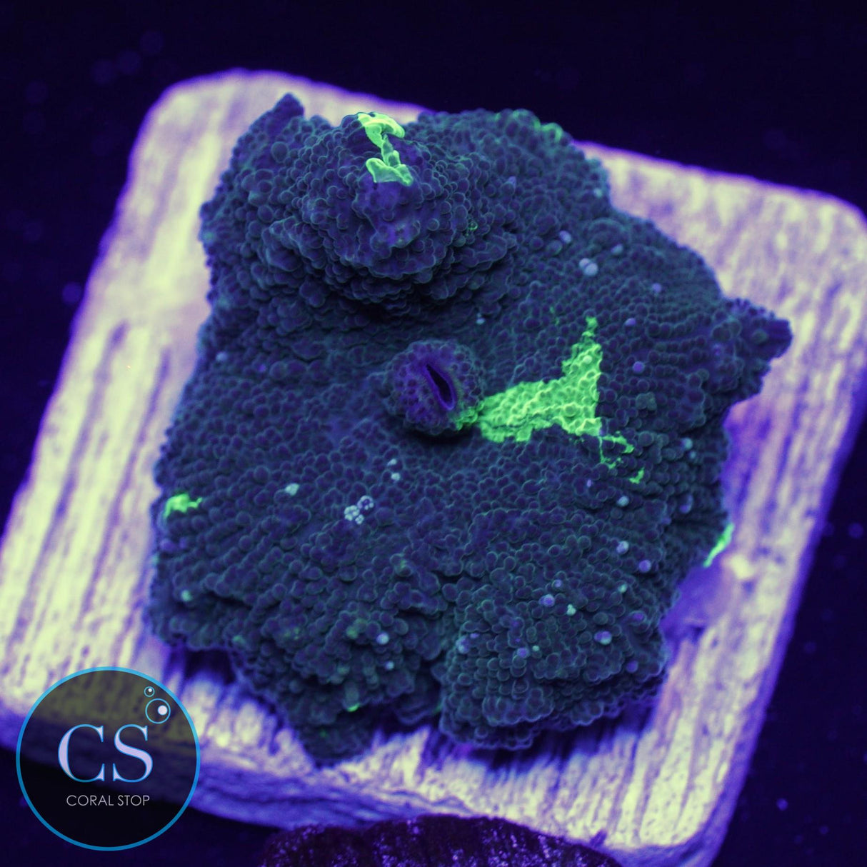 KRYPTONITE JAWBREAKER MUSHROOM