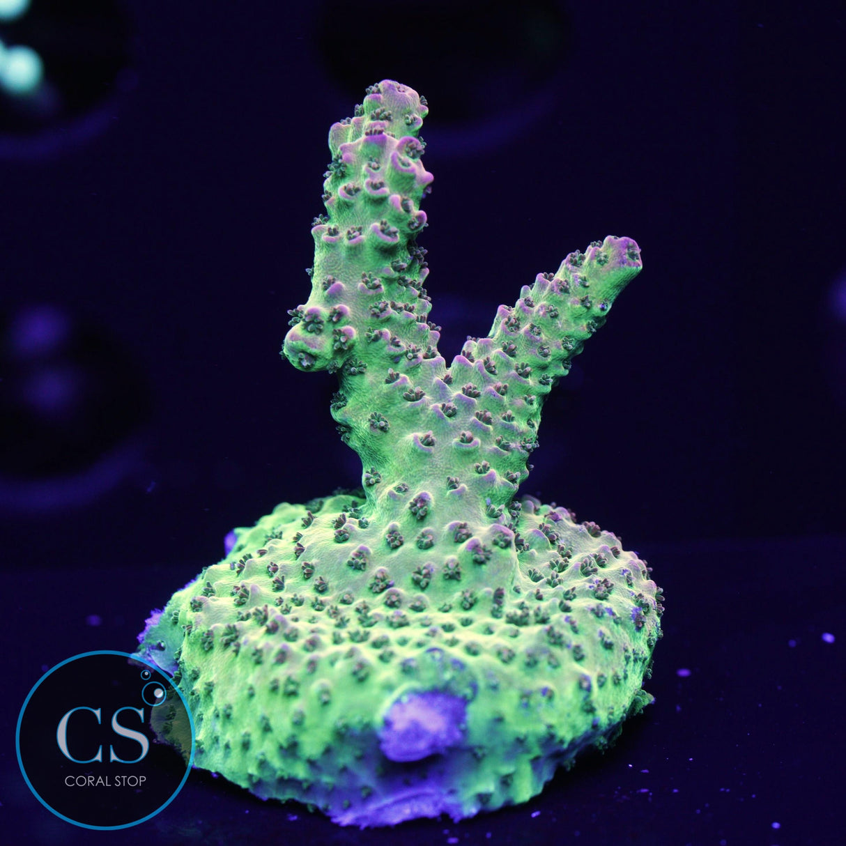 CS BRIGHT LIGHT ACRO