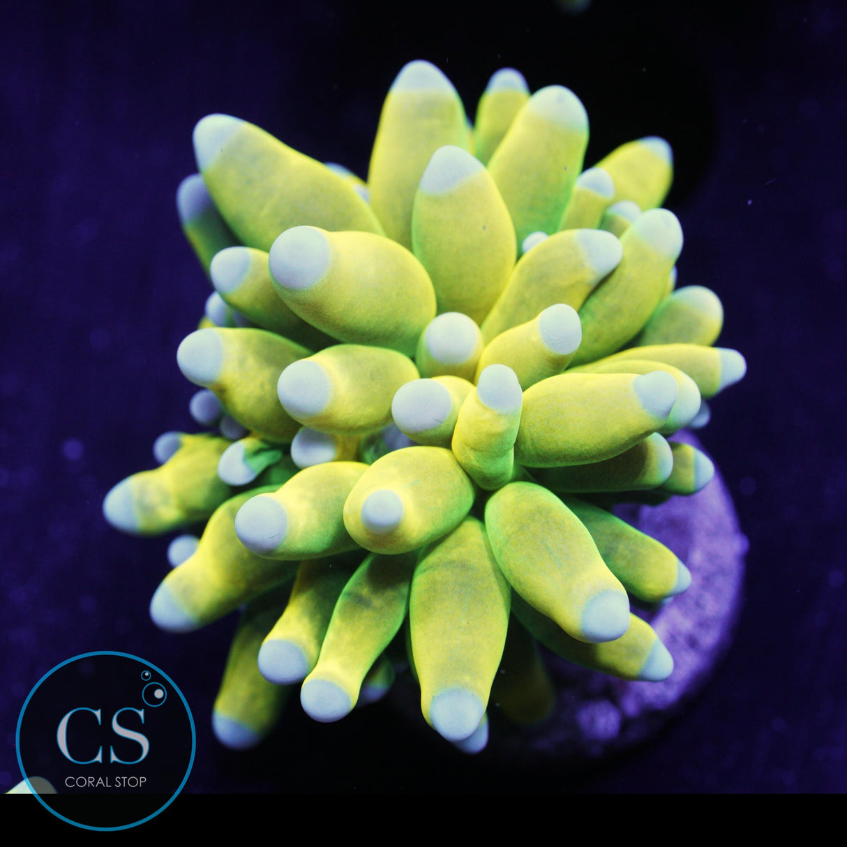 ULTIMATE BANANA GRAIL TORCH BABY BLUE TIP