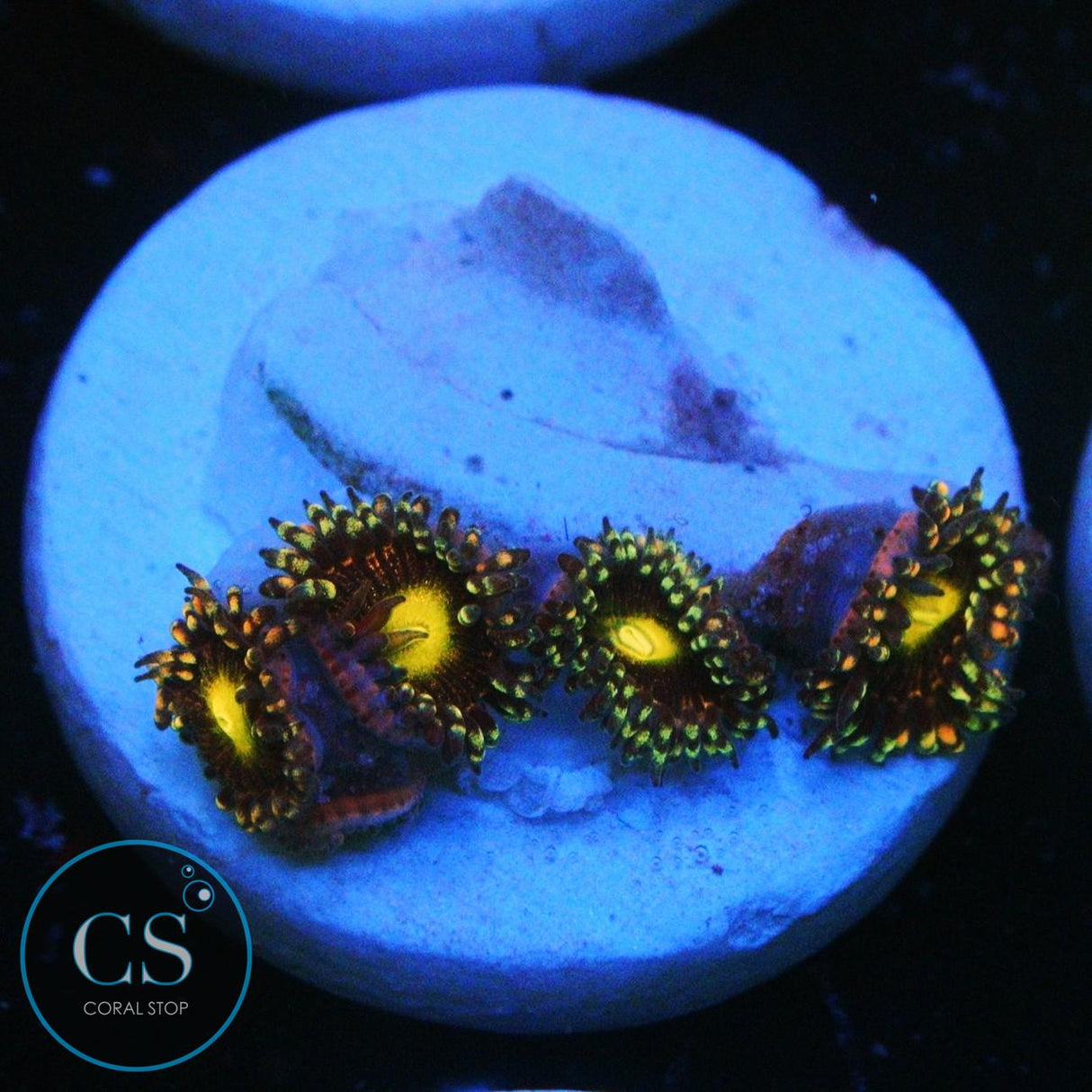 CALI KID BOZO BIRTHDAY ZOA