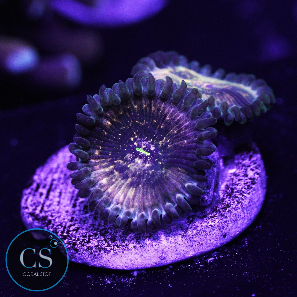 Hawaiian Ding Dang Zoa