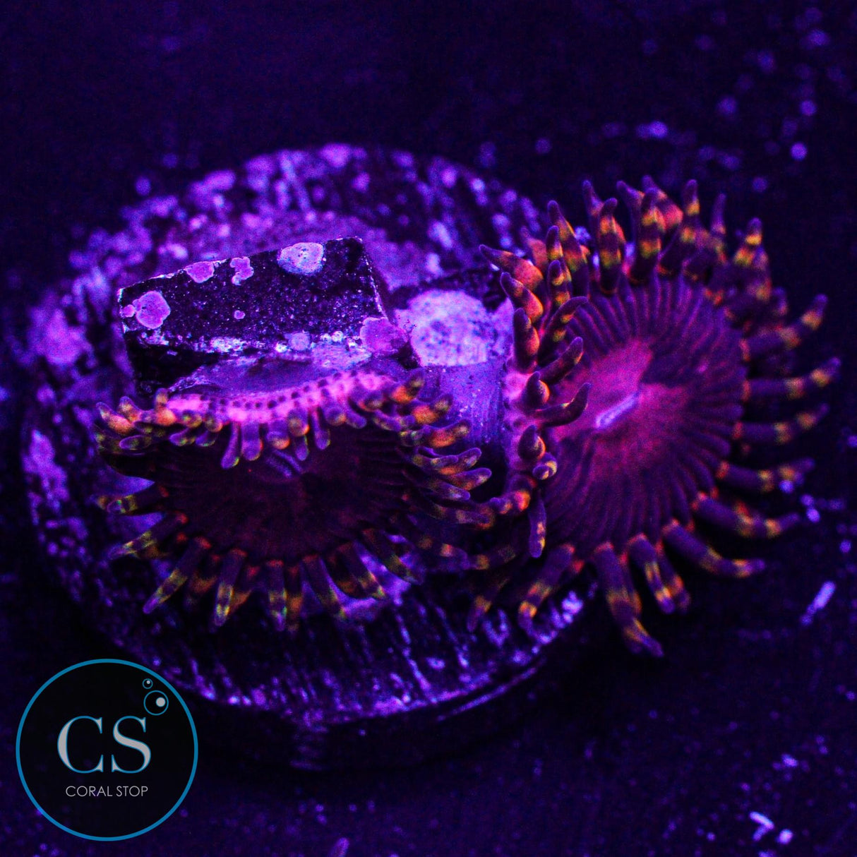 SBB Aphrodite Zoa