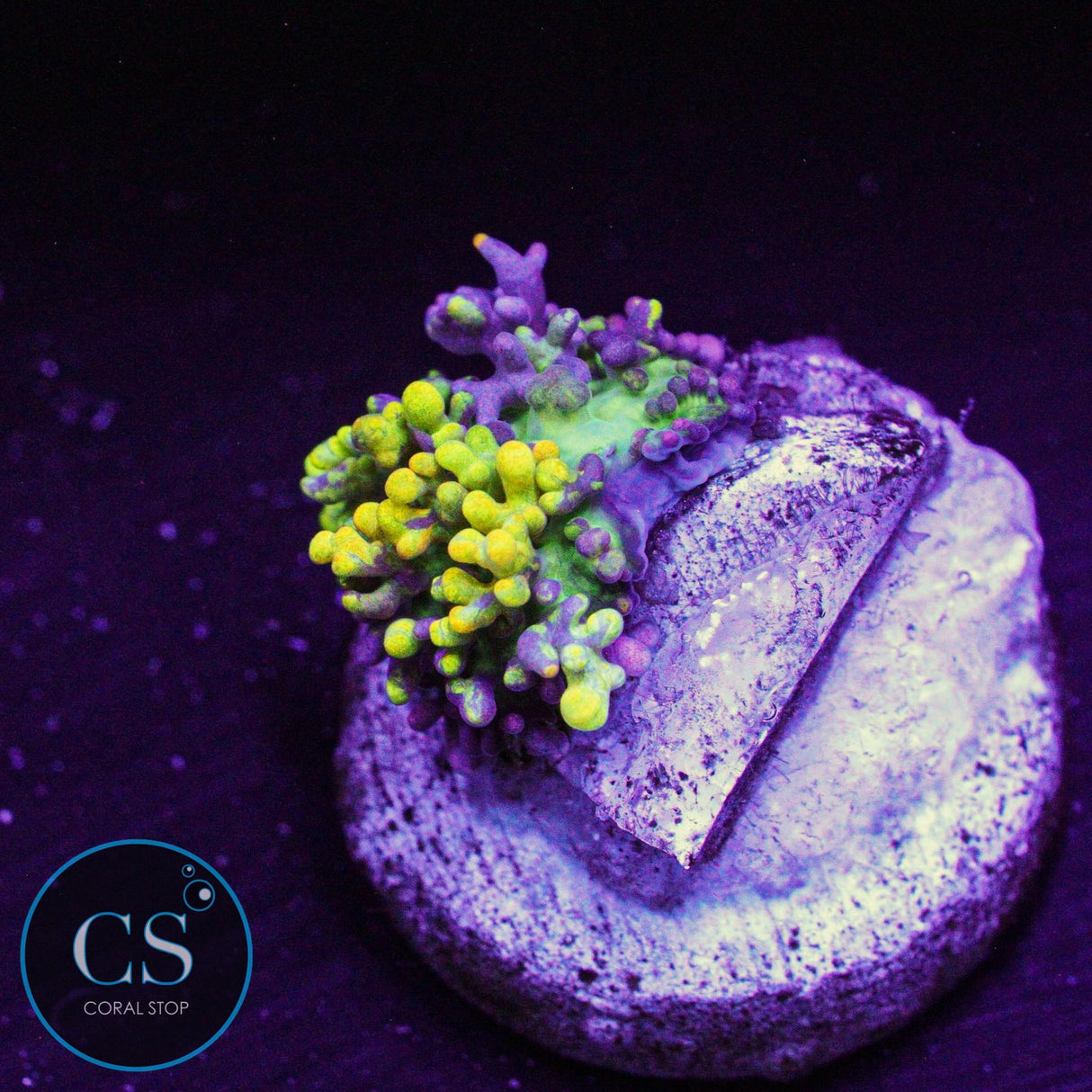 CC Magic Carpet Bounce Mushroom