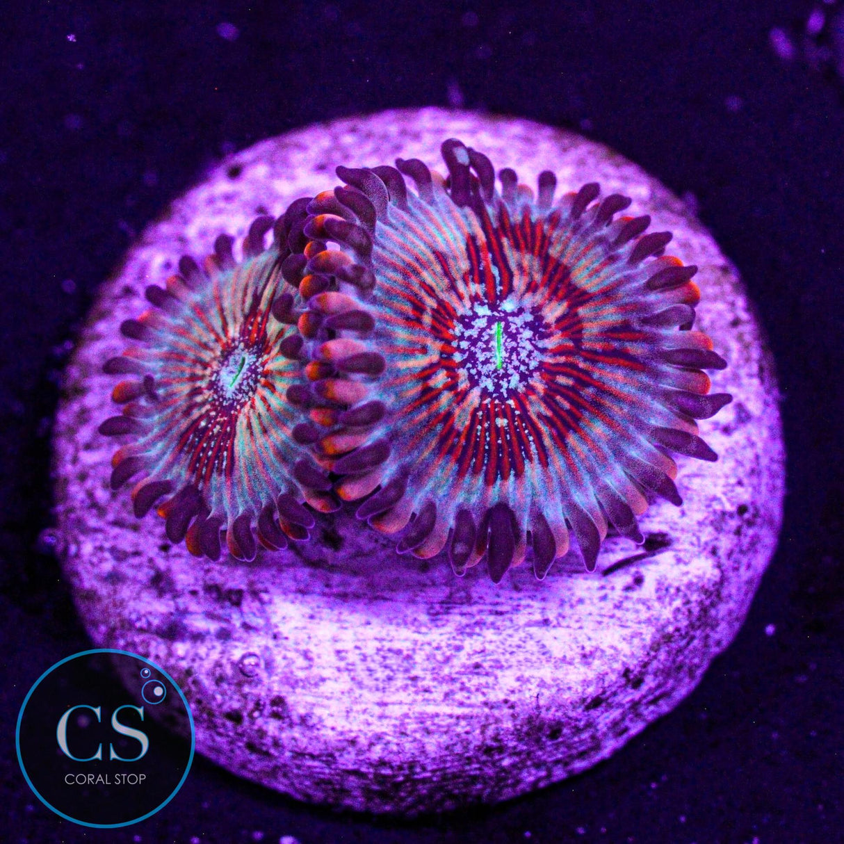 CB White Zombies Zoa