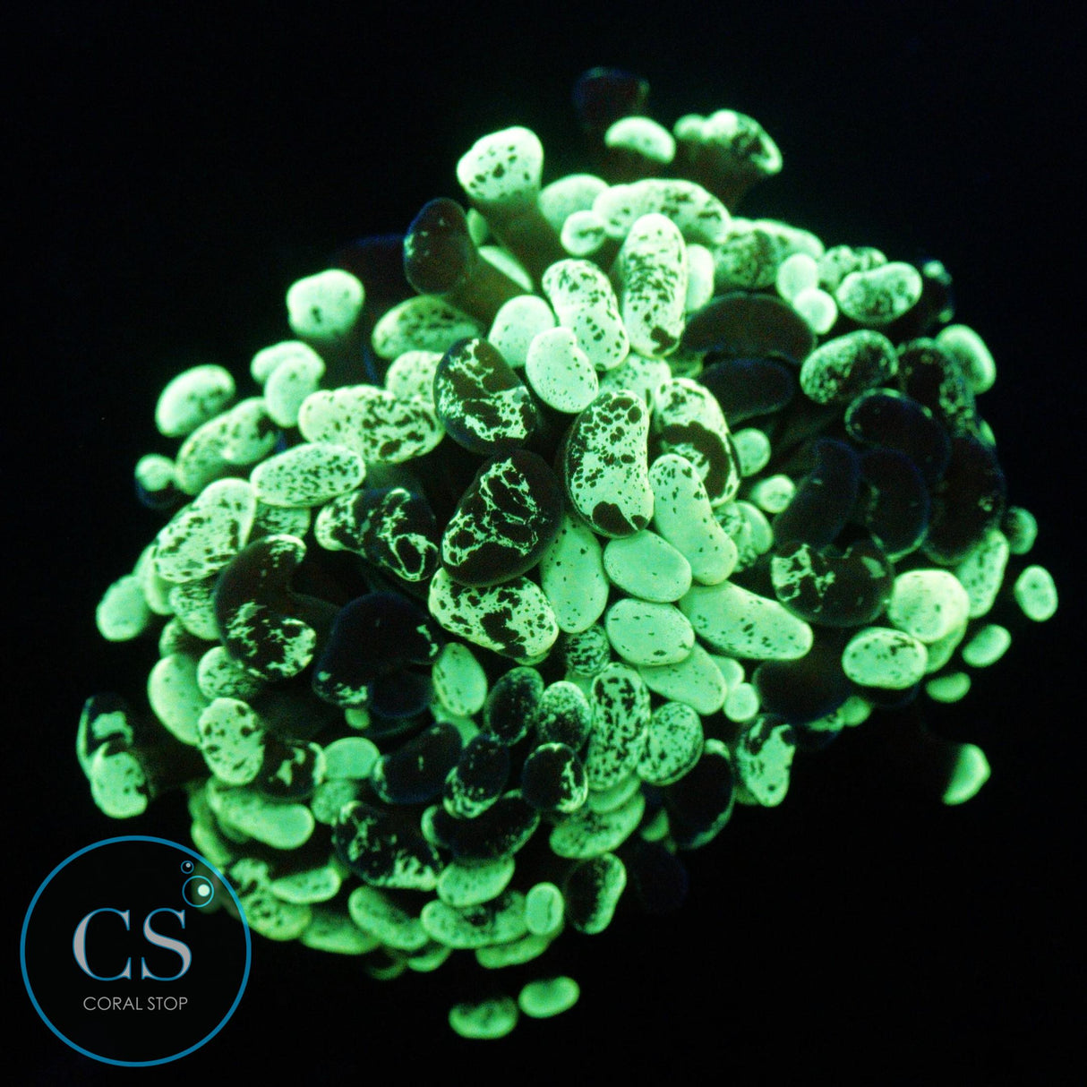 ULTIMATE SPLATTER HAMMER