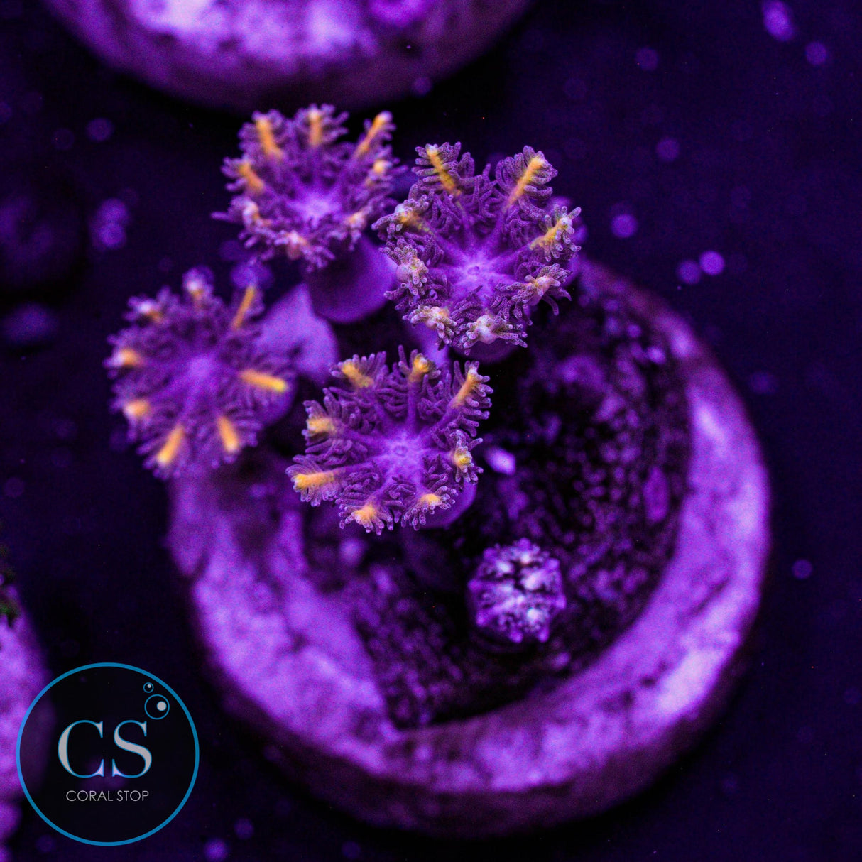 Golden Clove Polyps