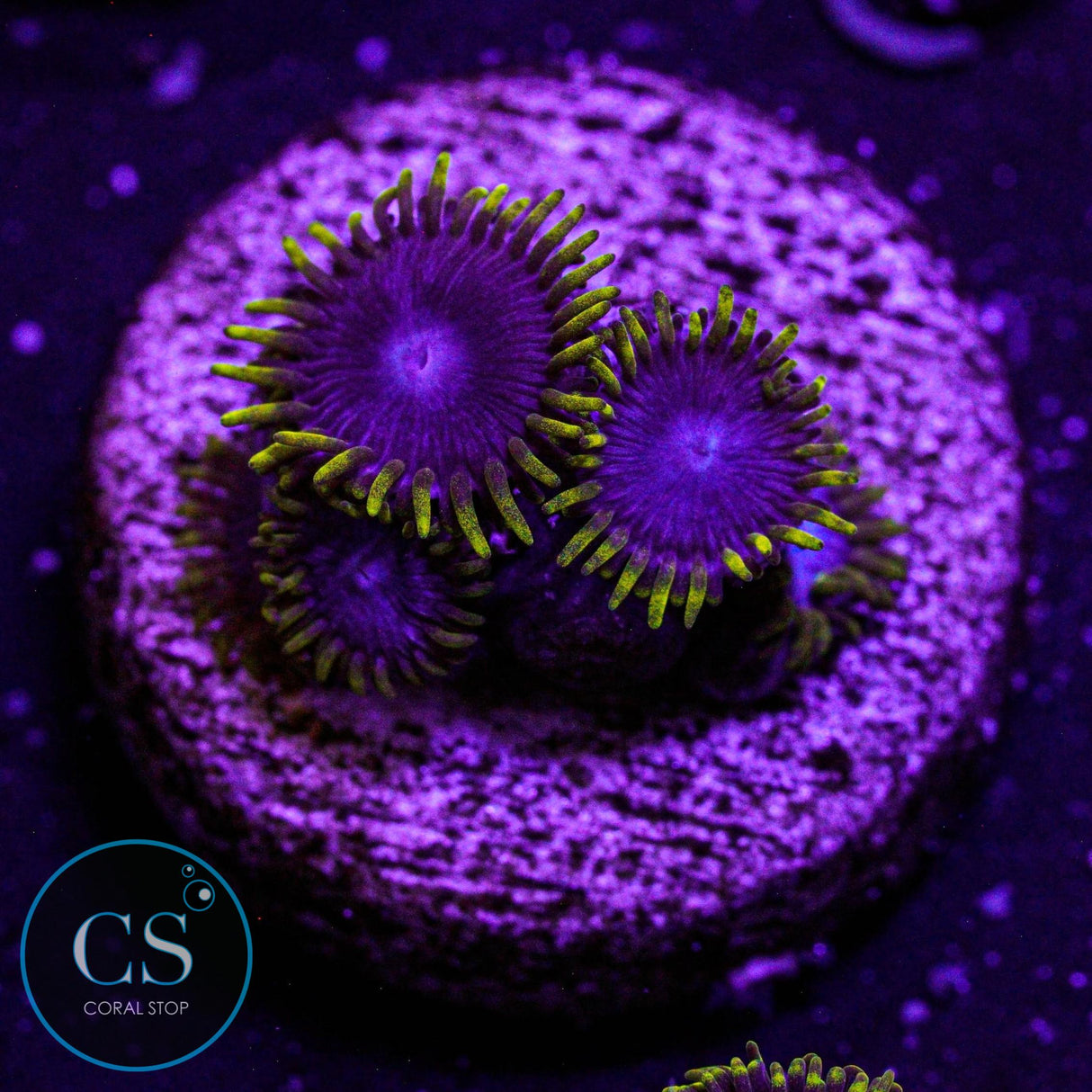 Blue Phoenix Zoa